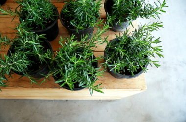 Rosmarino: proprietà terapeutiche e benefici