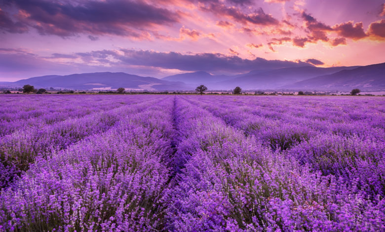 lavanda proprietà