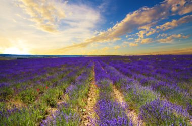 Lavanda proprietà e utilizzi di questa famosa erba aromatica