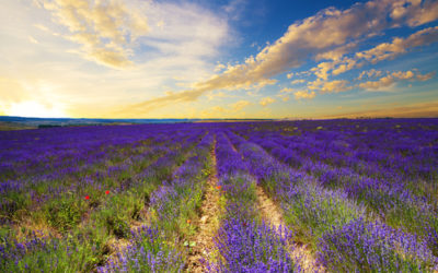 Lavanda proprietà e utilizzi di questa famosa erba aromatica