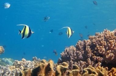 Allarme Greenpeace: la barriera corallina “sta friggendo”