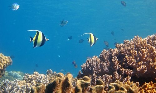 Allarme Greenpeace: la barriera corallina “sta friggendo”