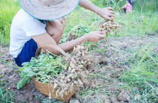comment faire pousser des arachides