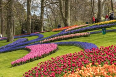 Keukenhof: il trionfo dei tulipani