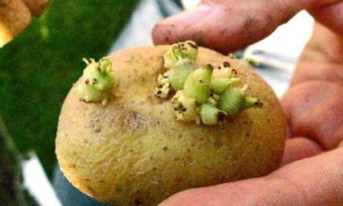 Solanine: est concentrée dans les pommes de terre riches en germes et avec de nombreuses parties vertes.