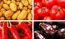 Solanina: cos’è e quali alimenti la contengono