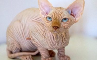 Gatto Sphynx: carattere, cura e prezzo