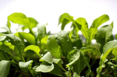 La rucola: una verdura fantastica, dalle tante proprietà da scoprire