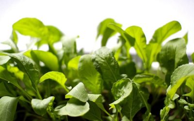 La rucola: una verdura fantastica, dalle tante proprietà da scoprire