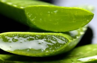 Proprietà, utilizzi, benefici e anche controindicazioni della pianta dell’aloe vera