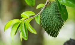 Guanabana, vero miracolo anticancro o no?