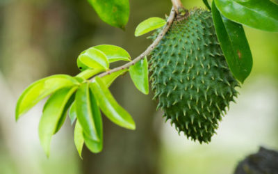 Guanabana, vero miracolo anticancro o no?