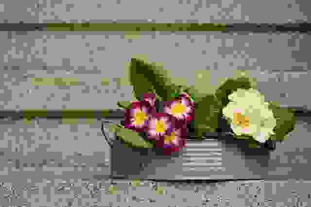 fiori primaverili