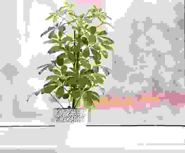 schefflera