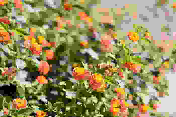 lantana