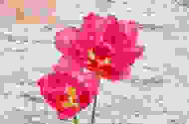 Scopriamo insieme tutte le tipologie di tulipani