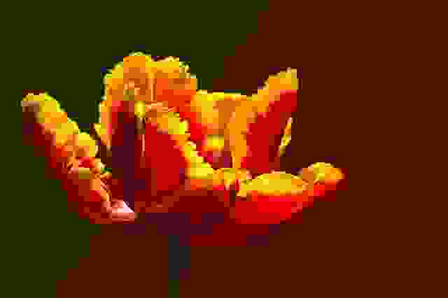 tulipano pappagallo