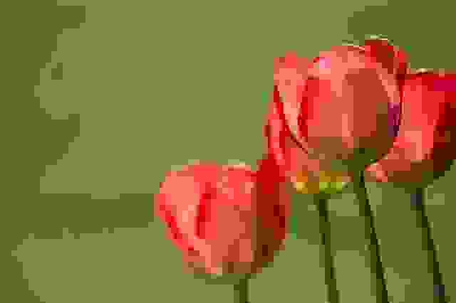 FIORI PIRMAVERILI