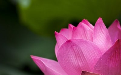 10 fiori primaverili facili da coltivare