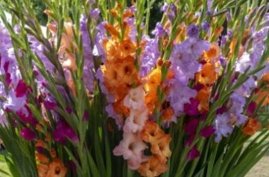Tutto sul gladiolo, uno dei fiori più apprezzati per il suo potenziale decorativo