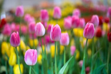 Quali sono le diverse tipologie di tulipani e cosa c’è da sapere su questi fiori