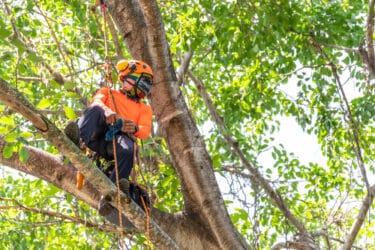 Tree climbing o arboricoltura: tutto su questa pratica sempre più diffusa