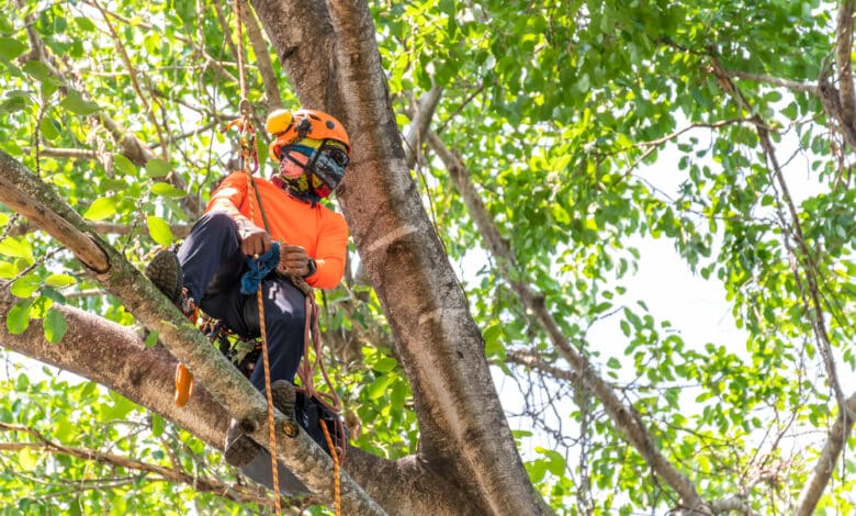 tree climbing