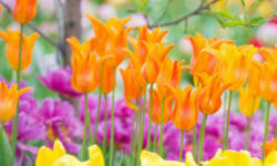 10 fiori primaverili facili da coltivare