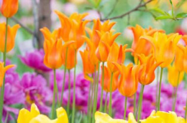 10 fiori primaverili facili da coltivare