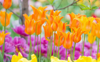 10 fiori primaverili facili da coltivare