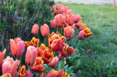10 fiori primaverili facili da coltivare in giardino o in balcone