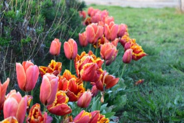 Les fleurs printanières les plus belles et les plus faciles à cultiver dans le jardin ou sur le balcon