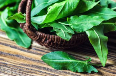L'oseille ou oseille française : une plante riche en propriétés et utile en cuisine