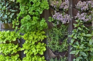 Erbe aromatiche: coltivare e raccogliere le piante aromatiche