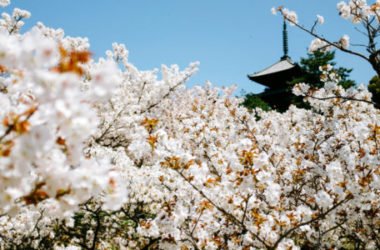 Hanami ovvero ammirare gli alberi in fiore in primavera