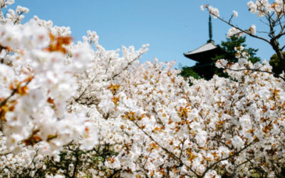 Hanami ovvero ammirare gli alberi in fiore in primavera