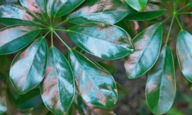 Schefflera, guida e consigli pratici