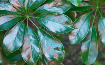 Schefflera, guida e consigli pratici