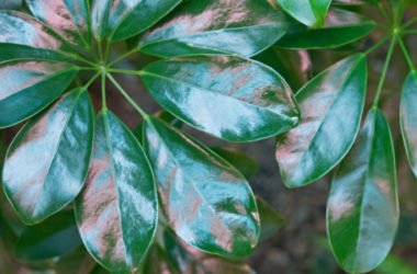 Schefflera, guida e consigli pratici