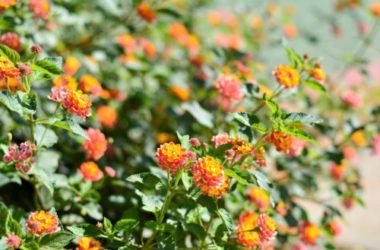 Lantana: proprietà, benefici e usi terapeutici