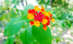 Lantana: proprietà, benefici e usi terapeutici