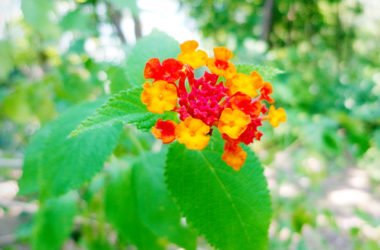 Lantana: proprietà, benefici e usi terapeutici