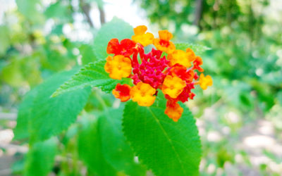 Lantana: proprietà, benefici e usi terapeutici