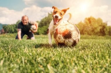 Dog fitness, la ginnastica con il cane
