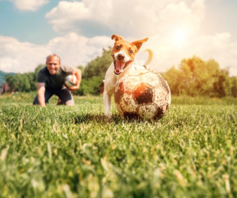 Dog fitness, la ginnastica con il cane