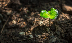 iPlanta, progetto UE per salvare le piante dai virus