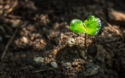 iPlanta, progetto UE per salvare le piante dai virus