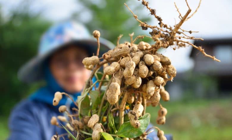 come coltivare arachidi