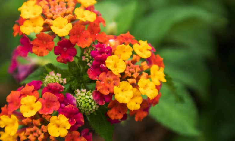 lantana