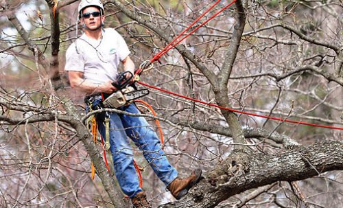 Tree climbing o arboricoltura: cos’è e come diventare arbonauta